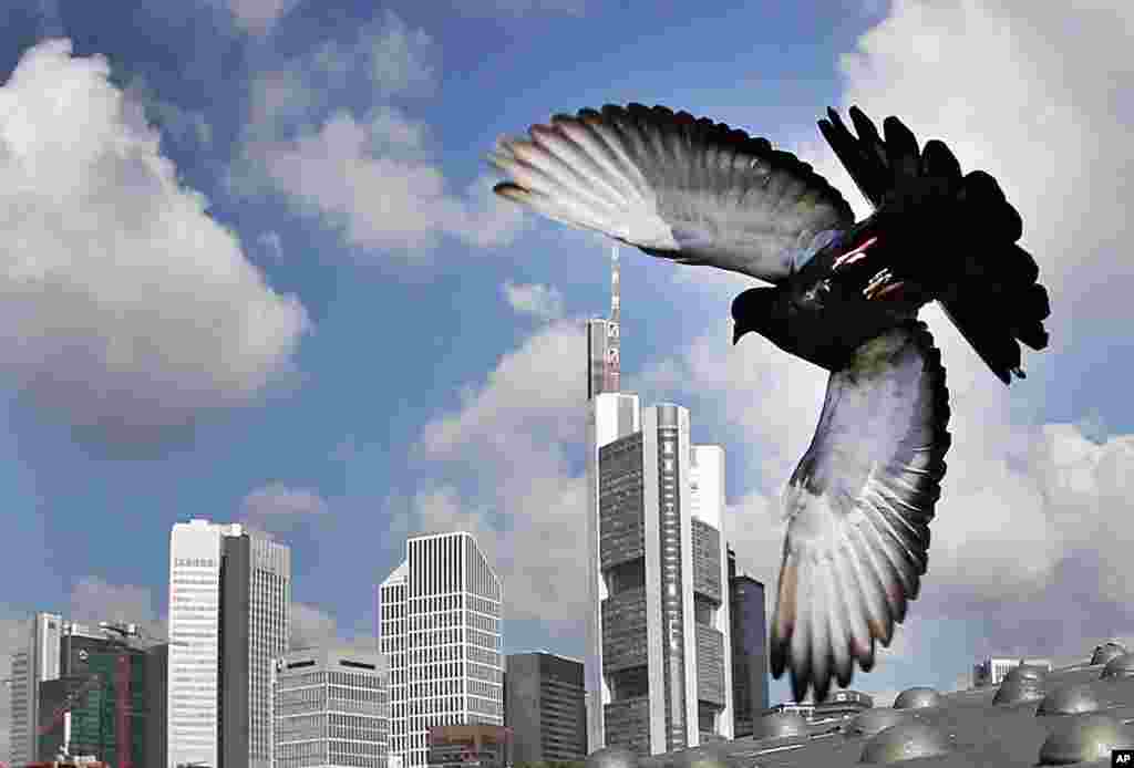 សត្វ​ព្រាប​មួយ​ហោះ​នៅ​ពី​មុខ​អាគារ​នានា​ក្នុង​សង្កាត់​ធនាគារ​ក្នុង​ក្រុង Frankfurt ប្រទេស​អាល្លឺម៉ង់។&nbsp;