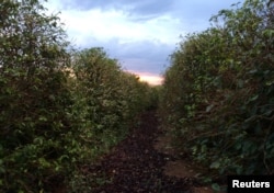 مزرعه قهوه در برزیل