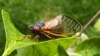USA, Washington, cicada
