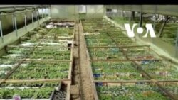 Poljoprivreda, još jedna žrtva politike