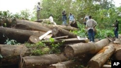 Liberia timber
