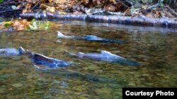 加州的切奴克鲑鱼洄游产卵（美国鱼类和野生动物局网页图片）
