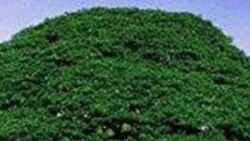 Yaa'ii Tokkummaa fi Ijaarsa Oromoo