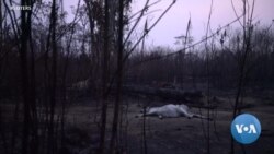 Wildfires Continue Scorching the Amazon Region; World Leaders Call for Action