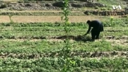 د کوکنارو د کښت د مخنیوی لپاره سربندونه او کانالونه جوړ شوي دي