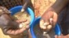 FILE - Flooding and drought wrecked Malawi's maize harvest, so the country has been importing the staple crop.