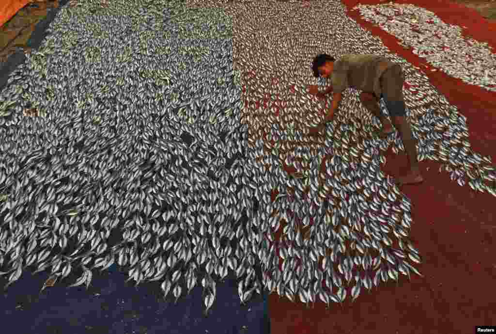 Seorang nelayan mengatur ikan-ikan untuk dikeringkan di pelabuhan nelayan di kota India Selatan Chennai.