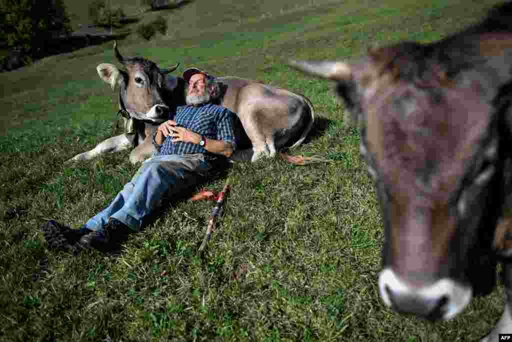 Swiss farmer Armin Capaul poses with his cows ahead of the nationwide vote on his initiative on cow horns, near Perrefitte, northern Switzerland.