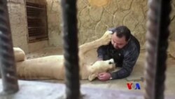 မီးခြစ်ဆံတူရိယာ၊ ကြောင်လေးအလား ကျား