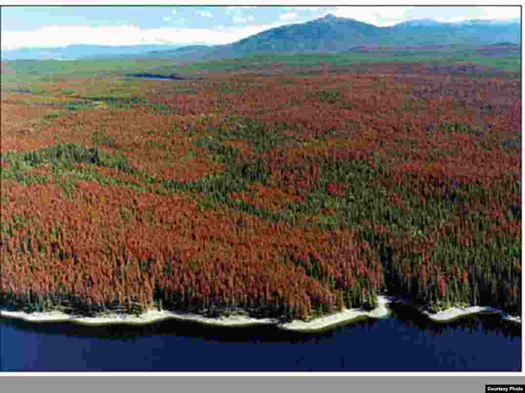 Bug infestations like the mountain pine beetle in this lodgepole pine forest in British Columbia, Canada may be in response to a changing climate. Photo credit: Northern Forest Products Association