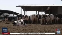 علت قطع مکرر برق در ایران چیست؟