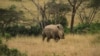A rhino in Nairobi National Park, Kenya, September 20, 2012. (J. Craig/VOA)