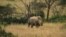 A rhino in Nairobi National Park, Kenya, September 20, 2012. (J. Craig/VOA)
