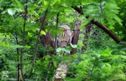 ლეოპარდი თბილისის ზოოპარკში, ხატია ბასილაშვილის ფოტო