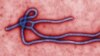 FILE - This undated file image made available by the CDC shows the Ebola Virus.
