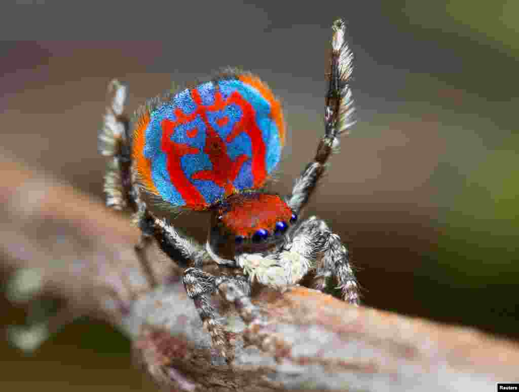 សត្វពីងពីង​ឈ្មោះ Maratus Bubo ដែល​ទើប​នឹង​ត្រូវ​បាន​រក​ឃើញ​នៅ​ក្នុង​ពេល​ថ្មីៗ បង្ហាញ​ពី​ផ្នែក​ពោះ​ដ៏​សម្បូរ​ទៅ​ដោយ​ពណ៌​របស់​វា។&nbsp;