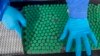 An employee packs a box containing vials of Covishield, a version of the AstraZeneca vaccine, at the Serum Institute of India in Pune, Nov. 22, 2021.