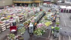 ကိုဗစ်လက်ဆောင် ခြင်း၊ ဖျက်ခံရတဲ့ပန်းများ