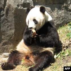 泰山在华盛顿国家动物园倍受宠爱