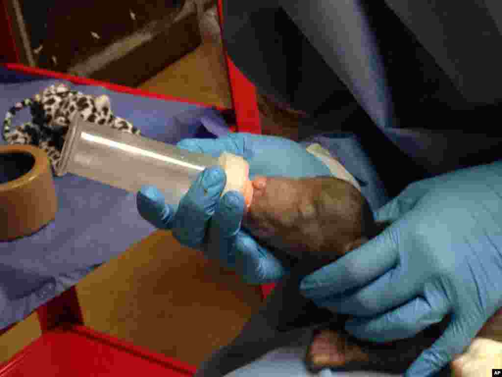 Penjaga kebun binatang dengan botol memberikan susu kepada seekor anak beruang yang selamat di kebun binatang di Washington, D.C. Penjaga di kebun binatang nasional itu telah menyelamatkan anak beruang itu setelah dua lainnya dimakan induknya. Ketiga anak beruang itu lahir pada bulan Desember dari induknya yang bernama Khali. Kali memakan seekor anaknya dalam 20 menit pertama kelahiran anaknya, dan memakan anaknya yang kedua tujuh hari kemudian. Pihak kebun binatang mengatakan hal ini bukanlah hal yang tidak biasa bagi karnivora memakan anak mereka yang masih bayi jika mereka sedang mengalami masalah. 