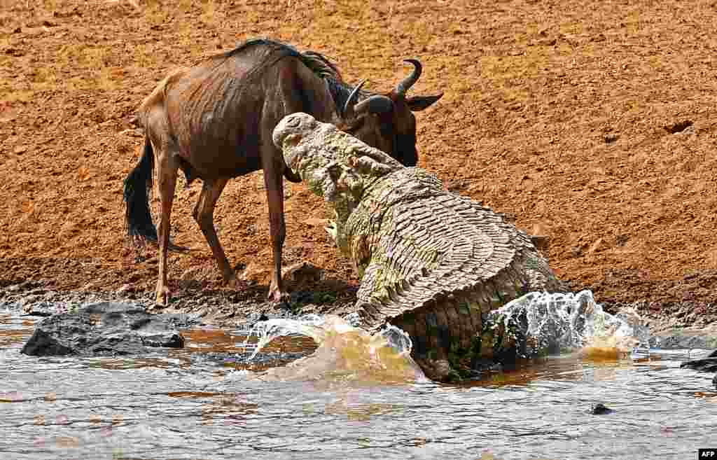 សត្វ​ក្រពើ​ធំ​មួយ​ខាំ​សត្វ​ទន្សោង​មួយ នៅ​ឧទ្យាន Masai Mara ប្រទេស​កេនយ៉ា។&nbsp;