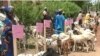 FILE - Goats are being distributed in Maroua, Cameroon, July 11, 2019, as part of an empowerment initiative designed to prevent locals from being recruited by Boko Haram militants. (M. Kindzeka/VOA)