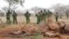 FILE - Kenyan Wildlife Rangers are seen standing near the carcass of an elephant in Tsavo East, Kenya, in this June 19, 2014, photo. 