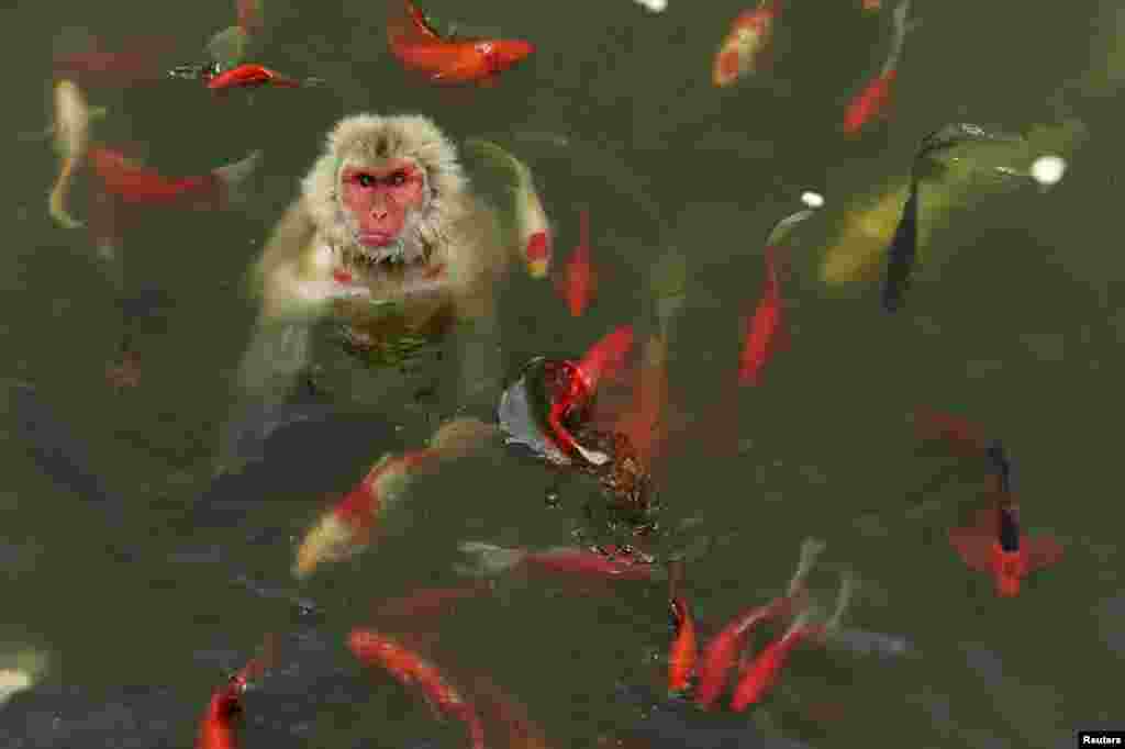 Seekor monyet bermain di kolam, dikelilingi oleh ikan mas di sebuah taman satwa liar di Hefei, provinsi Anhui, China.