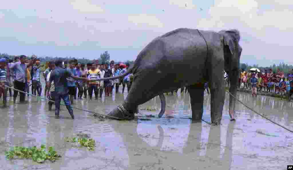 Warga desa menonton upaya evakuasi seekor gajah India yang terbawa banjir ribuan kilometer dan terjebak di tanah rawa di Jamalpur, Bangladesh utara.