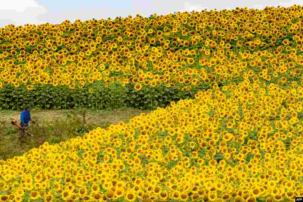 A man works in a sunflower field in Mengkofen, Germany.