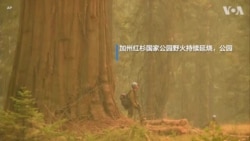 加州红杉国家公园世界最大树木受野火威胁