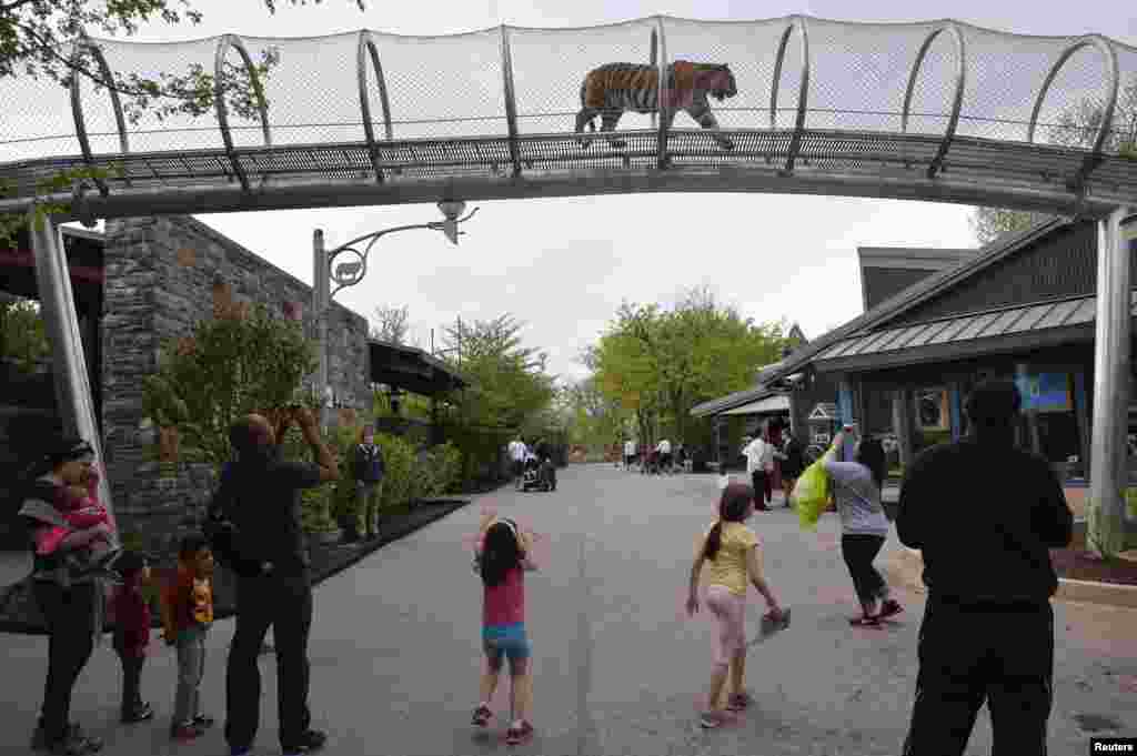 An Amur tiger walks over the new Big Cat Crossing as visitors look on at the Philadelphia Zoo in Philadelphia, Pennsylvania May 7, 2014. The new animal exploration trail experience called Zoo360 of see-through mesh trails enables animals to roam around and around and above Zoo grounds.