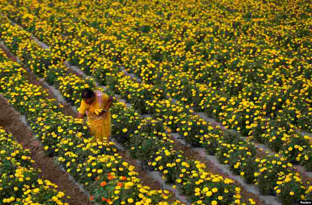 Seorang petani memetik bunga marigold di desa Manchar, Maharashtra, India.