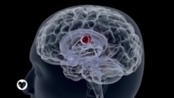 የሚጥል በሽታ እና የነርቭ ሕመሞች