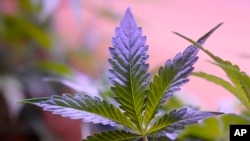 FILE - Marijuana plants are displayed at a shop in San Francisco, on March 20, 2023. (AP Photo/Jeff Chiu, File)
