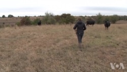 农场主反对过度放牧以应对气候变化