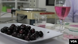 Buah Jamblang atau Juwet yang diolah menjadi effervescent (foto: Petrus Riski/VOA).