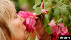 FILE - A visitor smells a Sir Paul Smith climbing rose at the Chelsea Flower Show in London, May 21, 2013. 