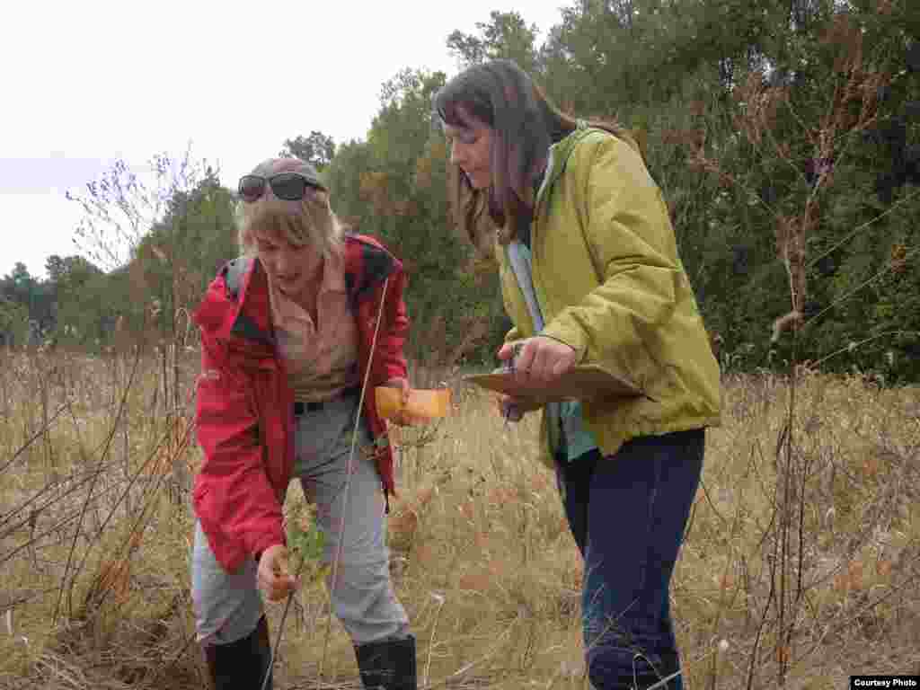 Smithsonian fellow Susan Cook-Patton and intern Emily DuBois gather data on insect damage at the end of the first growing season. (SERC)