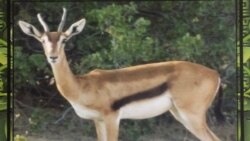 ኤርትራ፡ንሓደ ዘበን ከይተርኣየት ዝጸንሐት ፍልይቲ ጠለ-በዱ ዳግማይ ተረኺባ