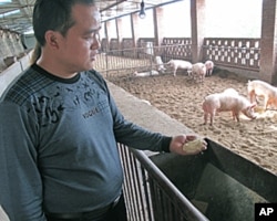 陈七三和他的猪场