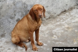 تصویری که ادعا می شود مربوط به سگ آزاردیده است