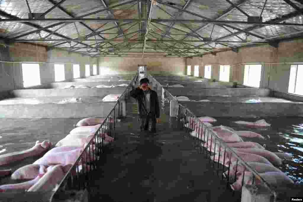 An employee wipes away tears as he walks through a flooded farm, where pigs cannot be moved due to environmental protection laws and epidemic-prevention measures, before he leaves for a safer place, in Liu'an, Anhui Province, China, July 4, 2016.