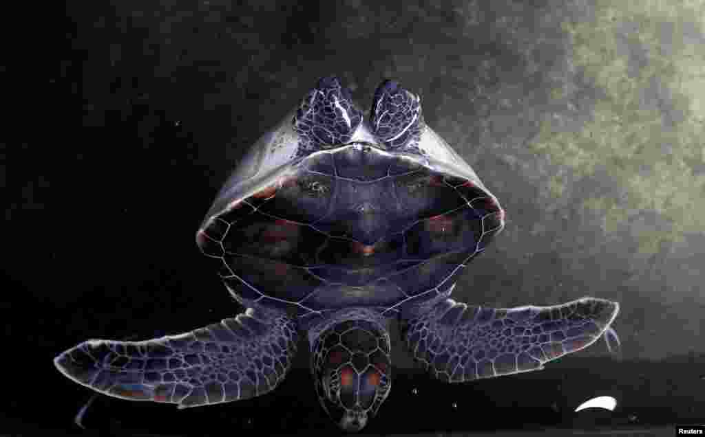 Seekor penyu penyandang disabilitas berenang di tanki di penetasan penyu di Galle, Sri Lanka.