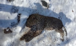 ოკუპირებულ კოდორის ხეობაში მოკლული ლეოპარდი, 2019 წელი