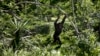 FILE - A chimp swings from a branch at the Jane Goodall Institute Chimpanzee Eden sanctuary, 15 kilometers south of Nelspruit, South Africa.