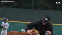 Wani Kare Mai Ban Mamaki