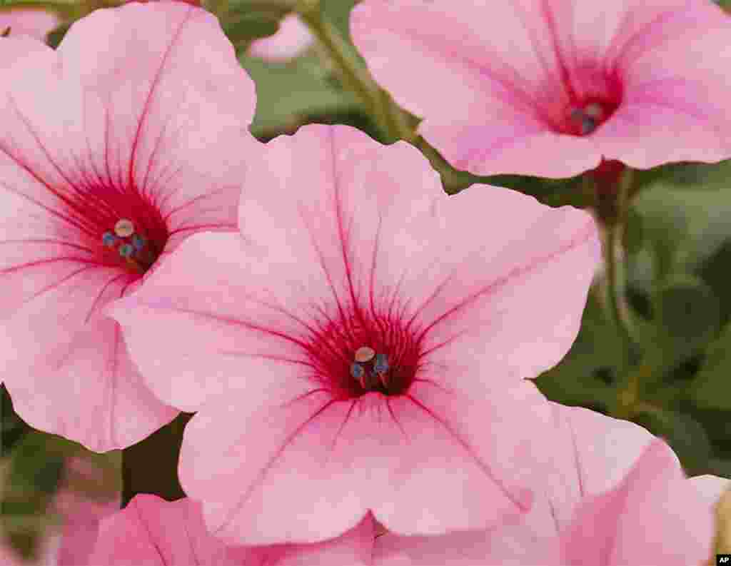 Gardening-Select New Plants