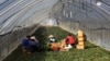 Migrant workers work inside a greenhouse at a farm in Pocheon, South Korea on Feb. 8, 2021. Activists and workers say migrant workers in Pocheon work 10 to 15 hours a day, with only two Saturdays off per month. (AP Photo/Ahn Young-joon)