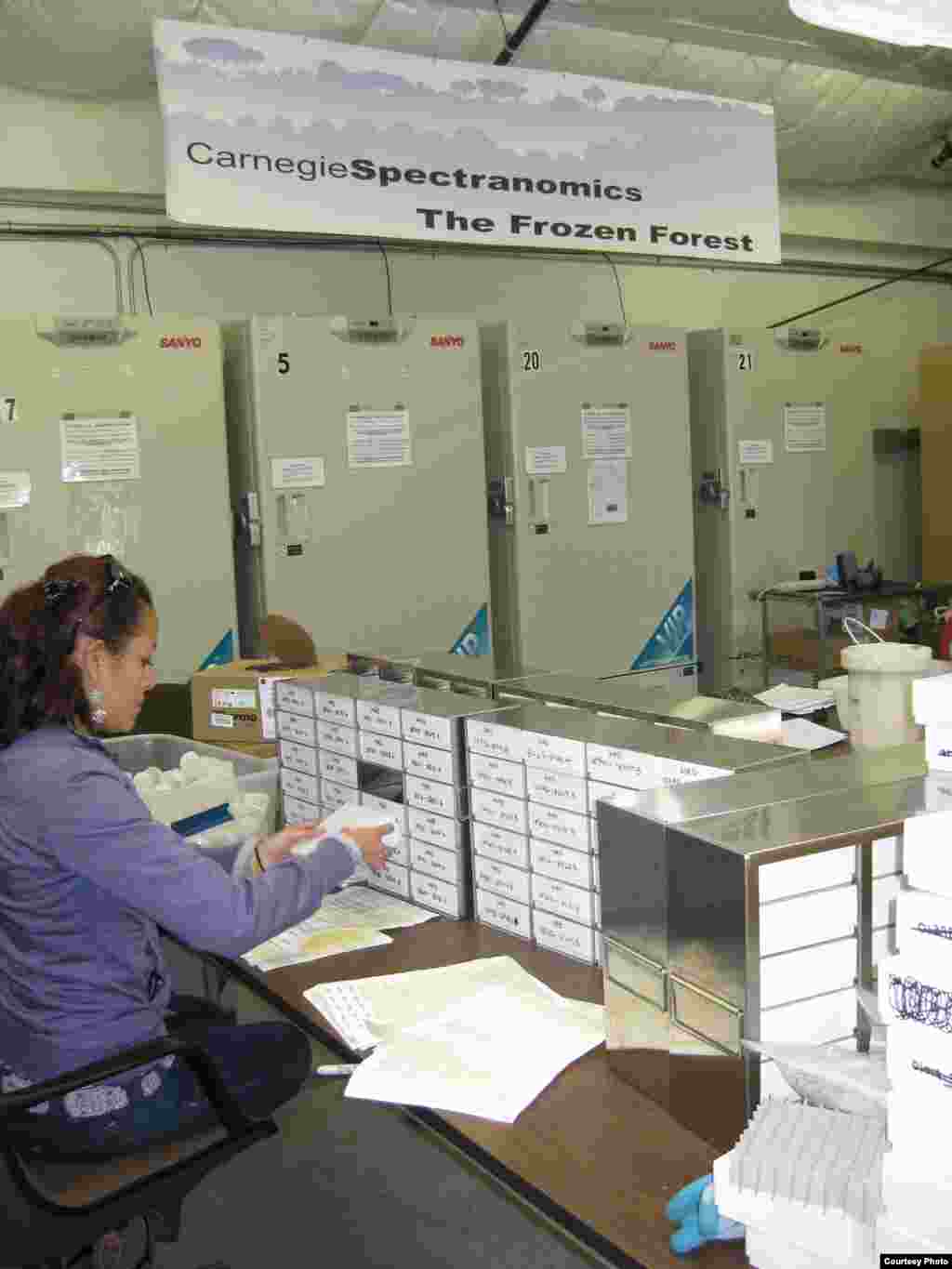 Seorang ilmuwan Carnegie Institution menganalisa dedaunan yang diawetkan untuk melihat seberapa lama dapat bertahan. (Greg Asner)